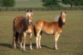 /album/fotogalerij/haflinger-en-twenter-jpg/